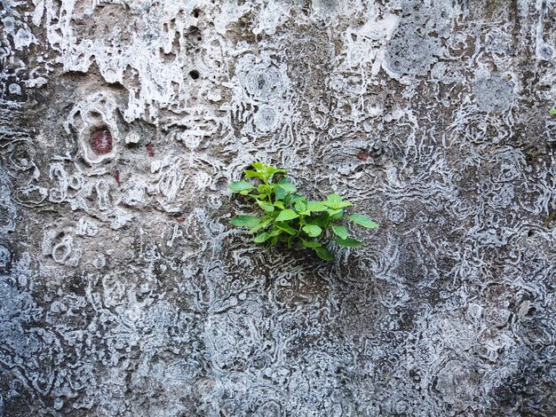 Pared de ladrillo marrón de la vendimia vieja con los árboles encima del fondo para el diseño