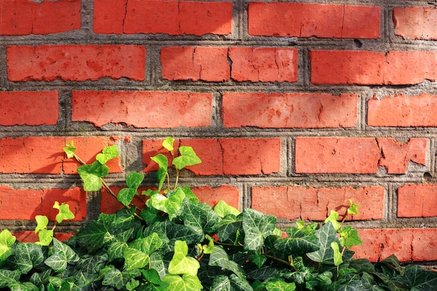 Pared de ladrillo rojo con hiedra verde