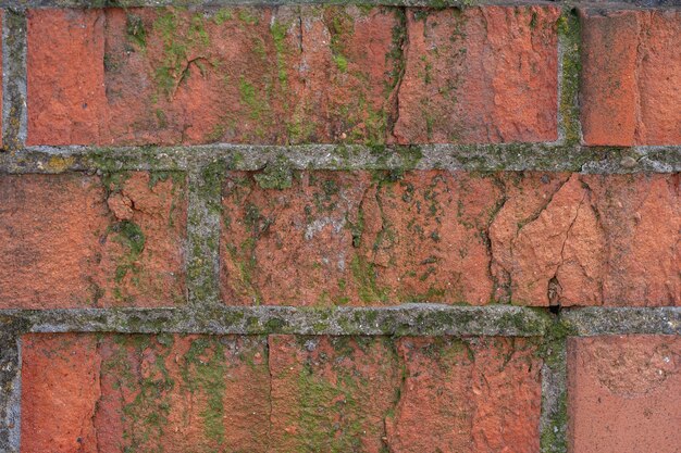 pared de ladrillo rojo con musgo