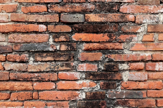 Pared de ladrillo rojo resistido del grunge con el hongo molde