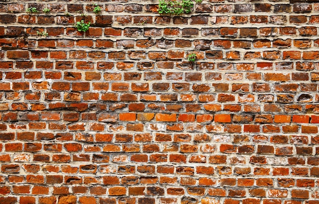 Pared de ladrillo