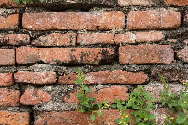 Pared de ladrillo