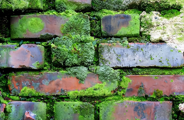 Pared de ladrillos con líquenes Textura de fondo