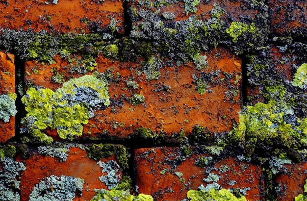 Pared de ladrillos con líquenes Textura de fondo