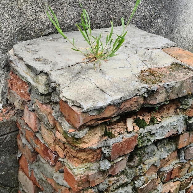 Una pared de ladrillos de la que crece una planta