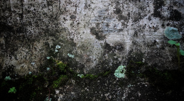 Una pared con musgo y un musgo verde.