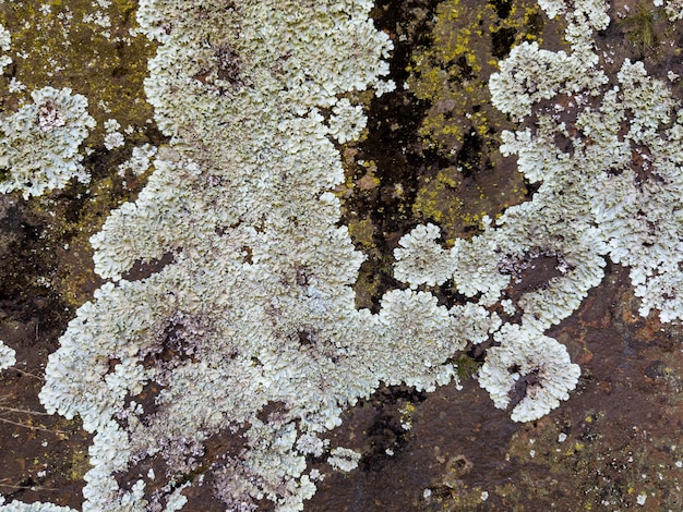 Pared de piedra cubierta de musgo y hongos