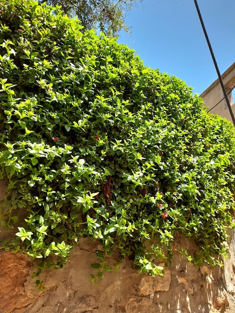 Una pared con una planta que tiene flores rojas