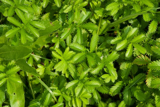 Pared de la planta verde