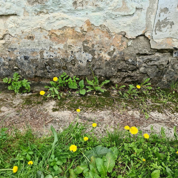 Una pared con un ramo de flores amarillas y hierba y un desagüe en el medio.