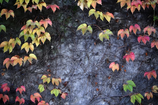 Pared de stane cubierta por liana de uva