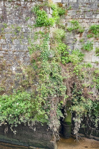 pared y vegetación