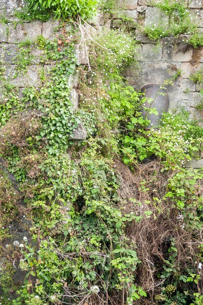 pared y vegetación