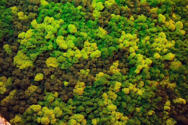 Pared verde de diferentes plantas de hoja caduca en decoración de interiores. Hermoso fondo de pantalla de hoja verde vivo y escena del entorno.