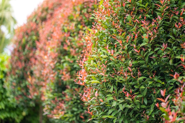 Una pared verde con flores rojas