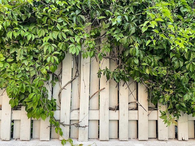 pared verde viva de uvas silvestres cerca de madera blanca