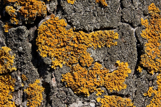 Pared Xanthoria lat Xanthoria parietina es un liquen de la familia Telochistaceae