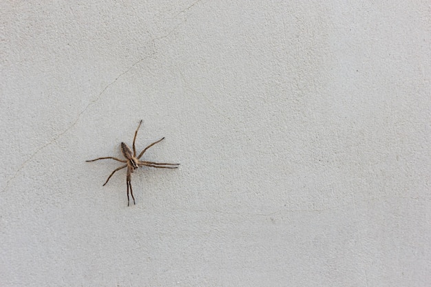 Parede cinza com fundo de aranha com espaço de cópia. Textura de concreto.