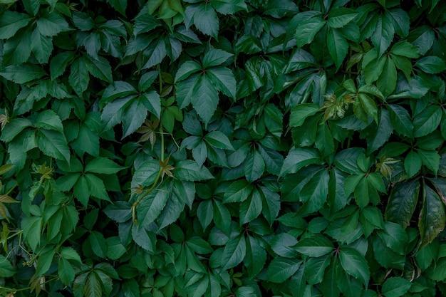 Parede coberta com folhas verdes e amarelas de uva selvagem Fundo natural