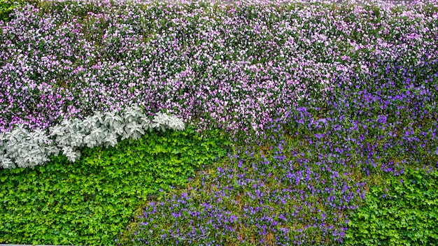 Parede da planta da flor