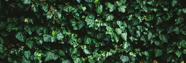 Parede de arbusto verde como plano de fundo da natureza da textura da planta e design botânico