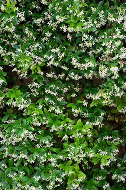 Parede de flores de jasmim em um jardim