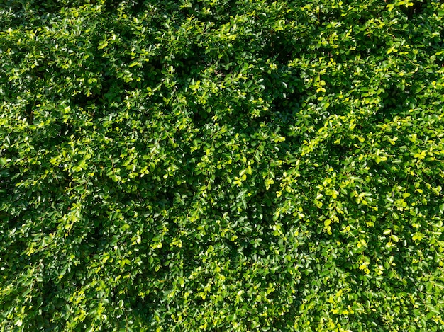 Parede de folha verde natural, eco amigável fundo