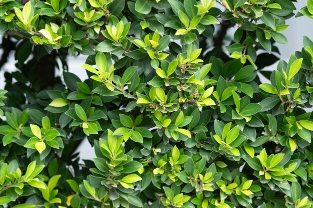 Foto parede de folha verde para fundo