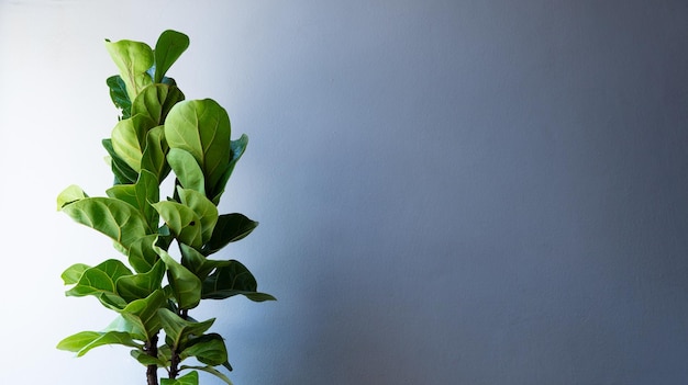 Parede de fundo com planta de folha grande conceito para a natureza em casa  | Foto Premium