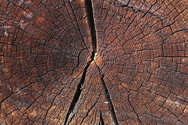 Parede de madeira de logs como uma textura de fundo