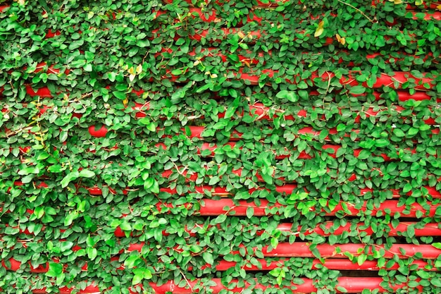 Foto parede de madeira vermelha com plantas rizadas verdes.