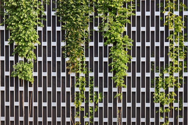 Parede de metal na forma de uma grade retangular cobrindo com plantas em crescimento