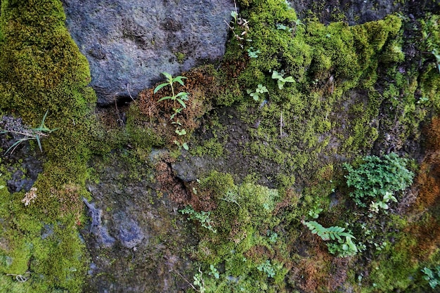 Parede de pedra com musgo