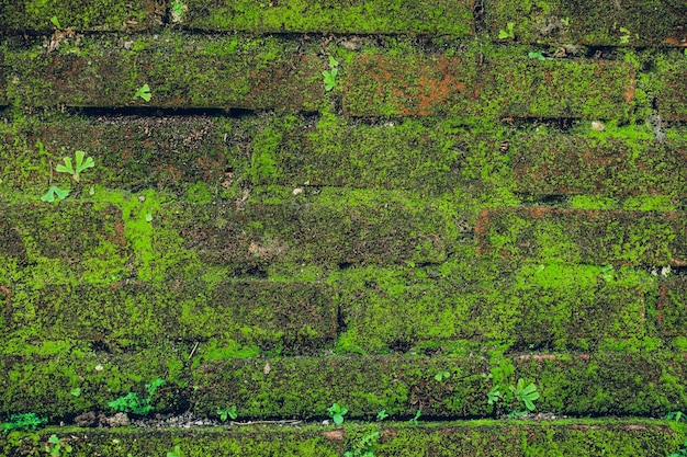 Parede de pedra da textura da natureza com hortaliças