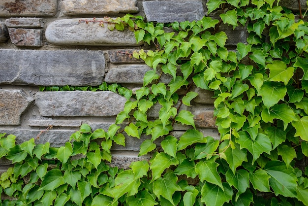 Parede de pedra e plantas verdes