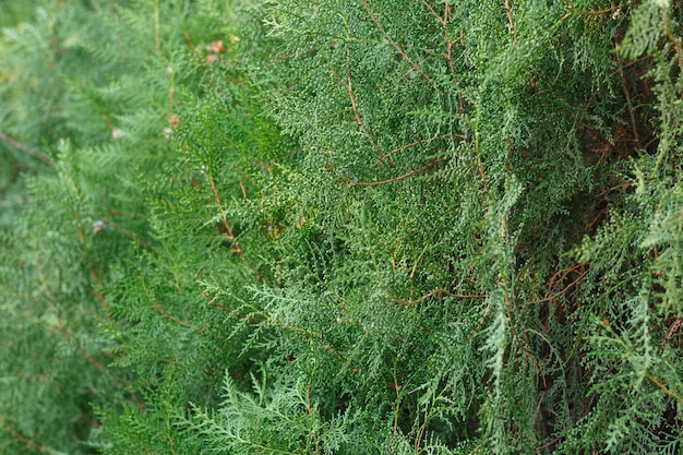 Parede de planta verde