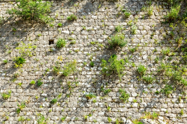 Parede de tijolo cinza com grama verde