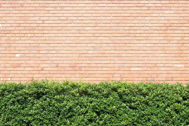 Parede de tijolos e planta verde