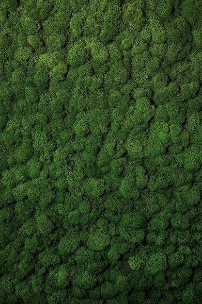 Parede decorada com musgo estabilizado em escritório ecologicamente correto