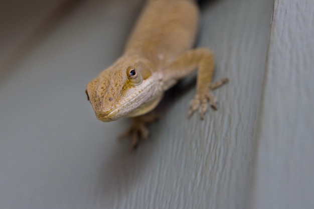 Parede plástica da casa há lagarto sentado nele foco suave