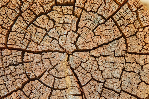 Parede, textura de árvore velha de cânhamo em alta resolução.