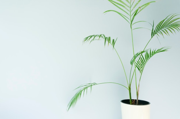 parede vazia com uma planta parede azul claro em uma sala com uma planta tropical verde