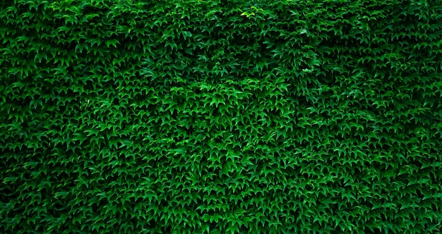 Parede verde com plantas de hera exuberantes de folhagem