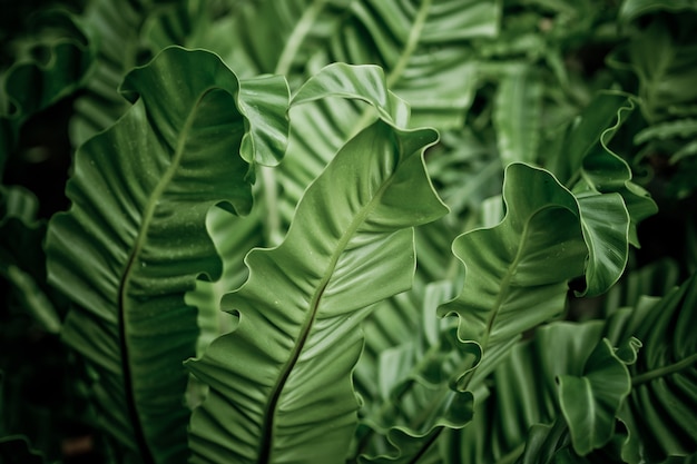 parede verde das folhas, natureza da parede da folha,