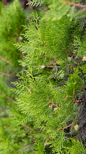 Parede verde de árvores coníferas cipreste zimbro thuja