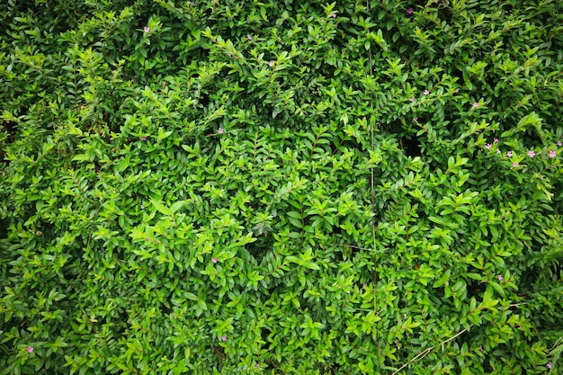 Foto parede verde de folhas de escalada. o plano de fundo para o layout.
