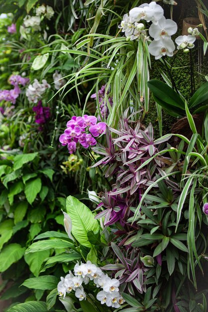 Parede verde de orquídeas e suculentas