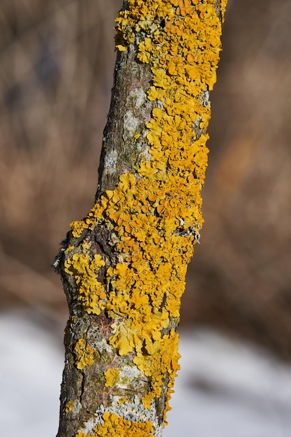 Parede Xanthoria lat Xanthoria parietina é um líquen da família Telochistaceae