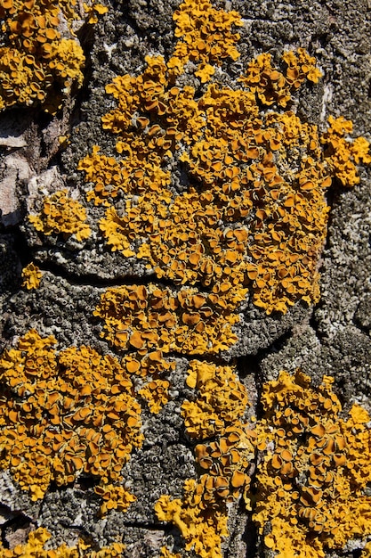 Parede Xanthoria lat Xanthoria parietina é um líquen da família Telochistaceae