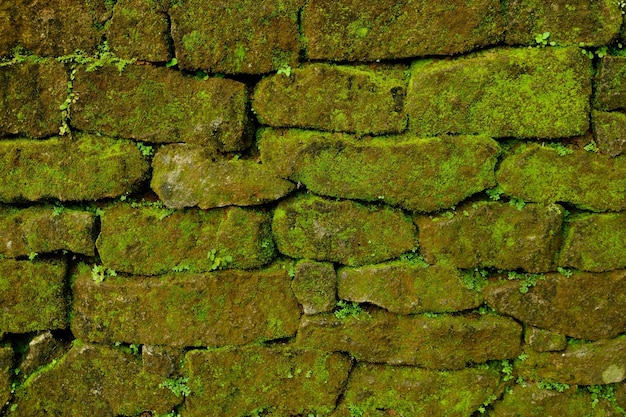 las paredes de la casa están hechas de pilas de piedra caliza cubiertas de musgo verde. roca natural musgo que crece en las rocas.